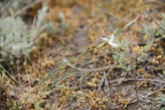 Dianthus marschallii