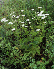 Seseli seseloides