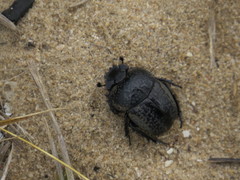 Scarabaeus cicatricosus