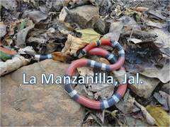 Balsas Coral Snake photo 2