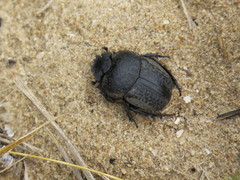 Scarabaeus cicatricosus