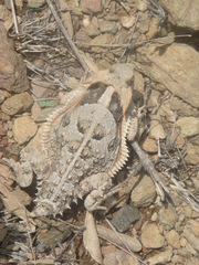 Phrynosoma taurus