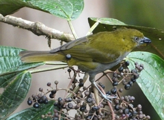 Chlorospingus flavigularis