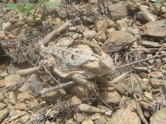 Phrynosoma taurus