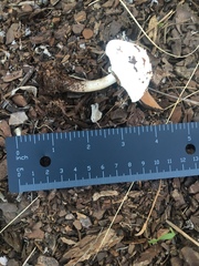 Chlorophyllum molybdites