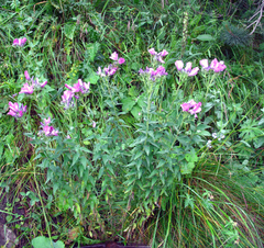 Linum hypericifolium
