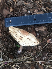 Chlorophyllum molybdites