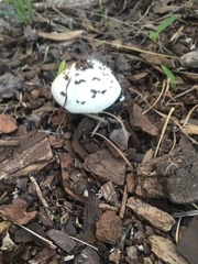 Chlorophyllum molybdites