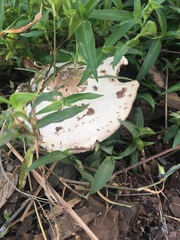 Chlorophyllum molybdites