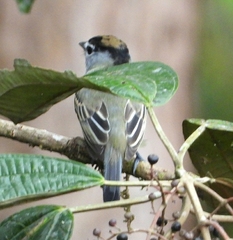 Pachyramphus albogriseus