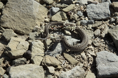 Vipera renardi