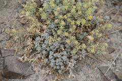 Odontarrhena obtusifolia