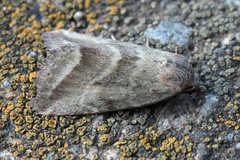 Phyllophila obliterata