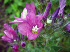 Linum hypericifolium