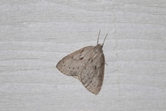 Philedia punctomacularia