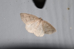 Philedia punctomacularia