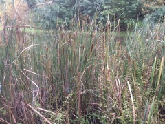 Typha laxmannii