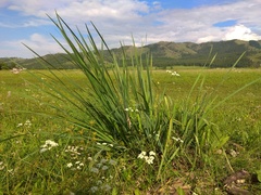 Iris lactea biglumis