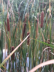 Typha laxmannii