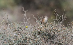 Curruca conspicillata