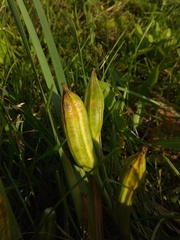 Iris lactea biglumis