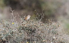 Curruca conspicillata