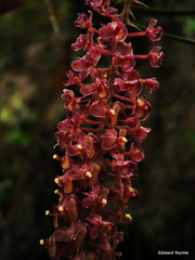 Epidendrum subliberum