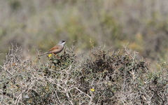 Curruca conspicillata