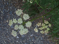Ligusticum grayi