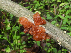 Phaeotremella foliacea