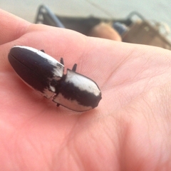 Chalcolepidius webbi