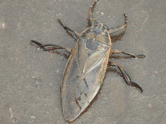 Lethocerus maximus