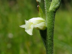 Spiranthes casei