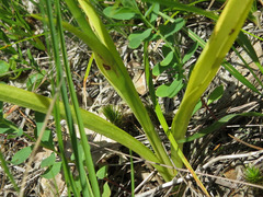 Spiranthes casei
