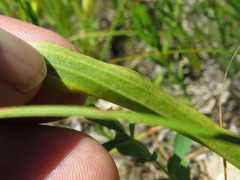Spiranthes casei