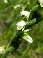 Spiranthes casei