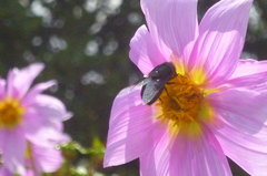 Copestylum violaceum
