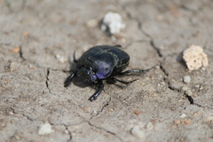 Phanaeus quadridens