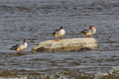 Mergus merganser