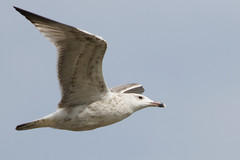 Larus cachinnans