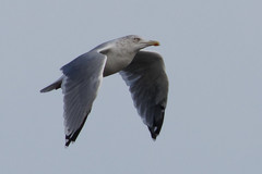 Larus argentatus