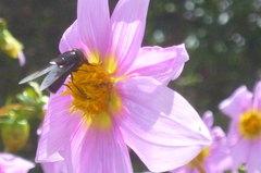 Copestylum violaceum