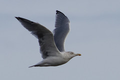 Larus argentatus