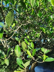 Ficus maxima