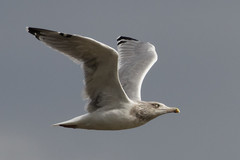 Larus argentatus