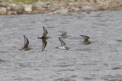 Calidris alpina