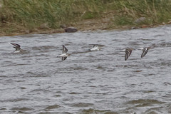 Calidris alpina