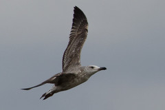 Larus