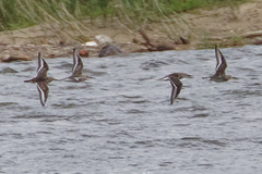 Calidris alpina
