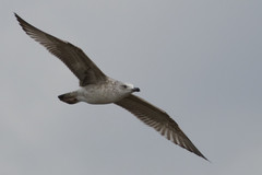 Larus